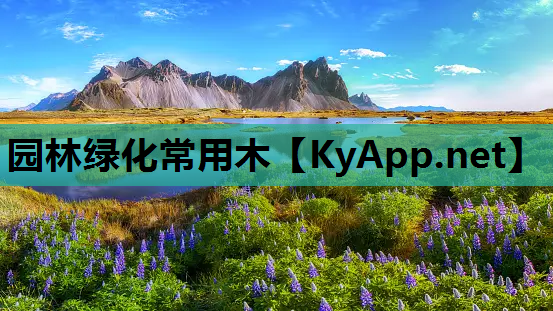 园林绿化常用木