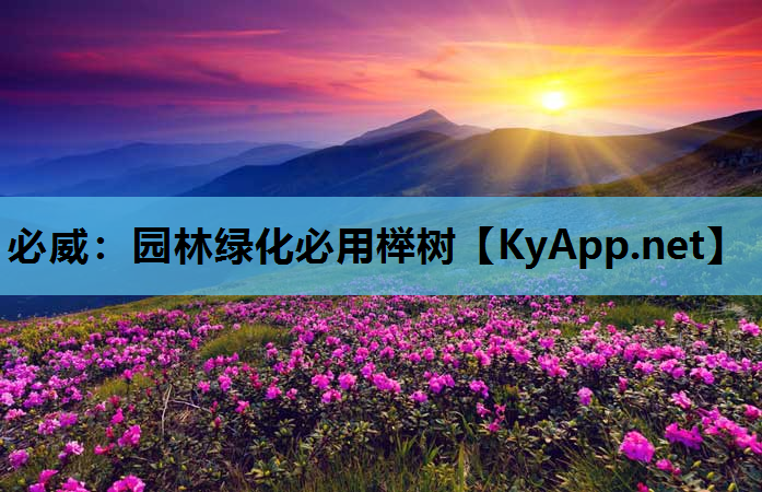 必威：园林绿化必用榉树