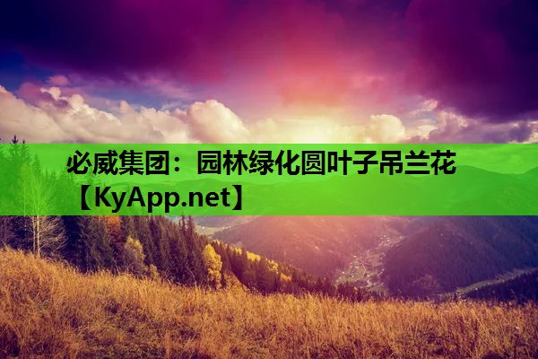 园林绿化圆叶子吊兰花