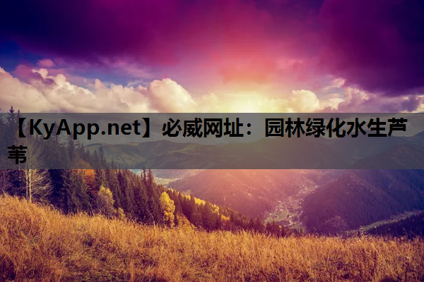 园林绿化水生芦苇
