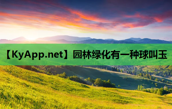 园林绿化有一种球叫玉