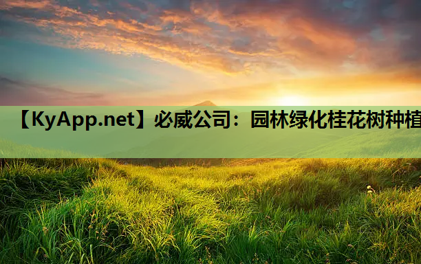 园林绿化桂花树种植