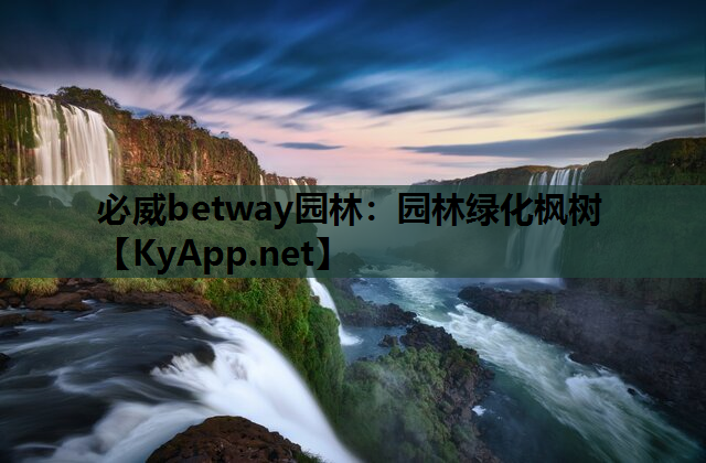 园林绿化枫树
