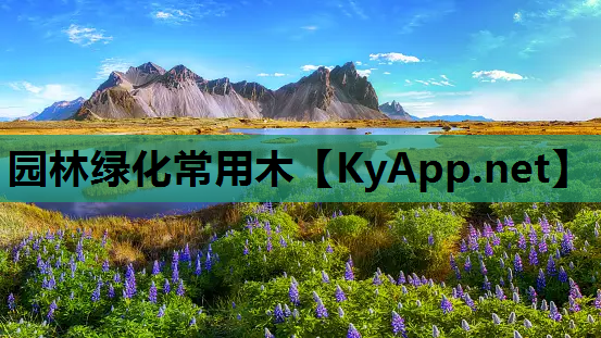 园林绿化常用木