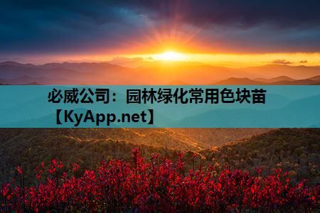 园林绿化常用色块苗