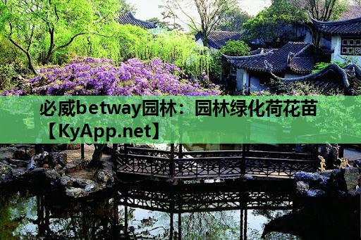 园林绿化荷花苗