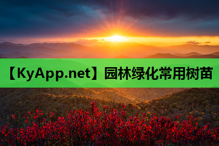 园林绿化常用树苗
