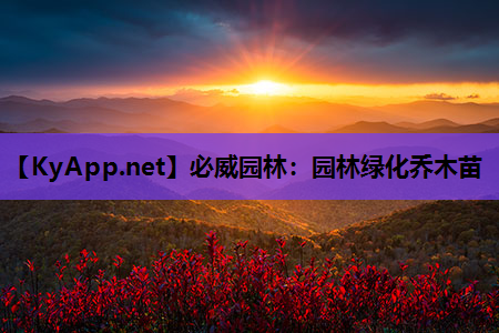 园林绿化乔木苗